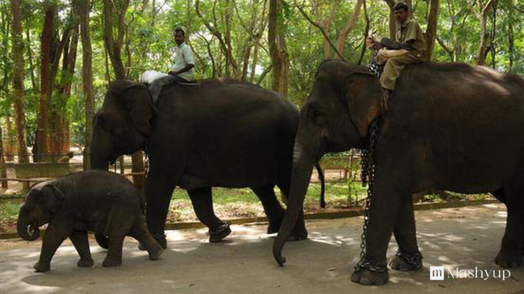 Bannerghatta National Park