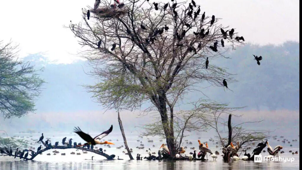 Sultanpur-Bird-Sanctuary