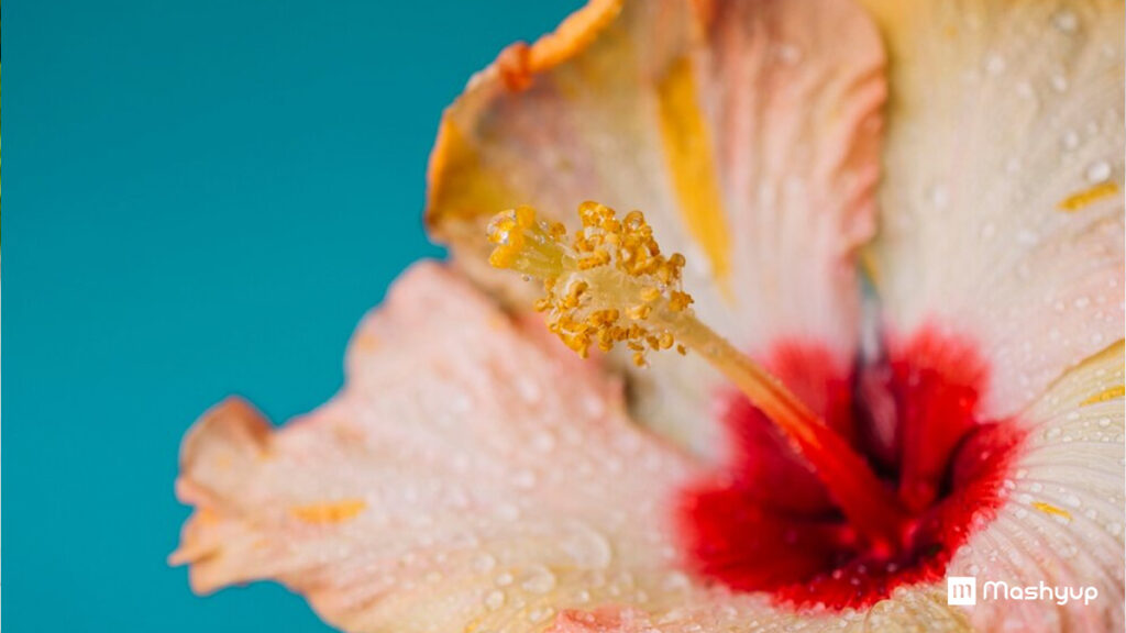  Hibiscus Flowers