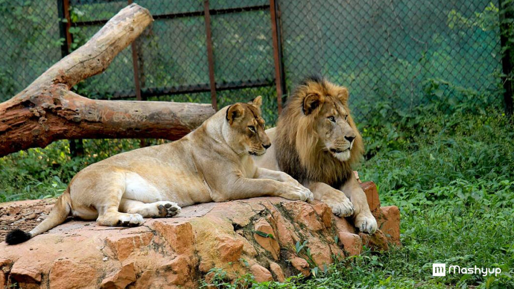 Mysore Zoo