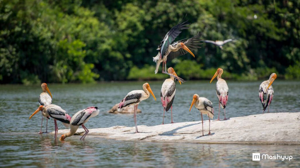 Ranganathittu Bird Sanctuary